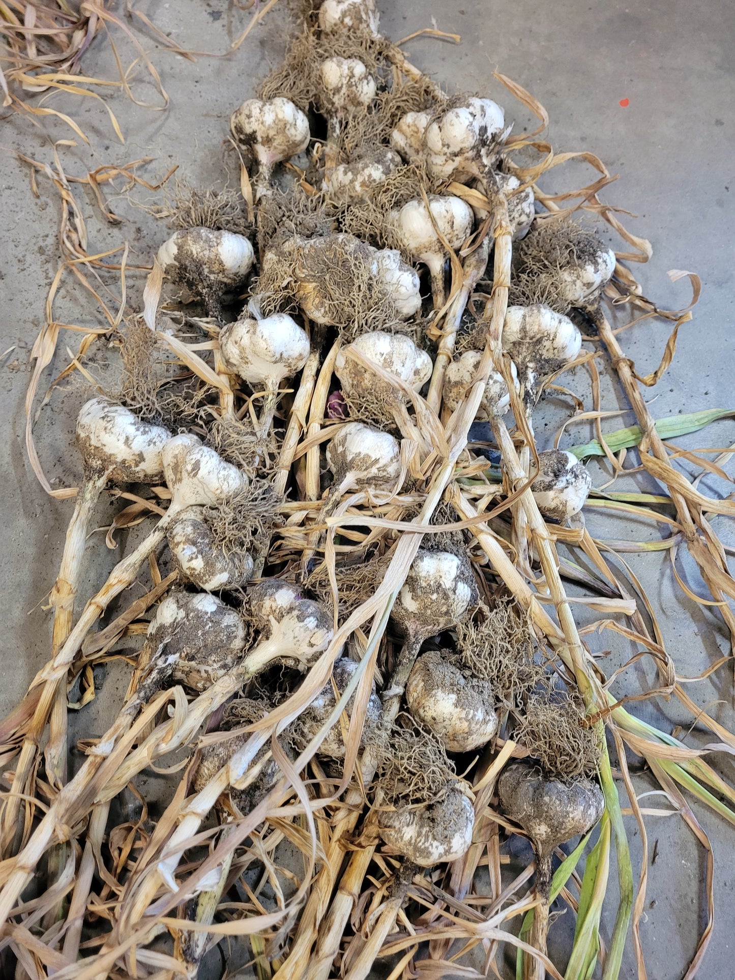 Inchelium Red Seed Garlic