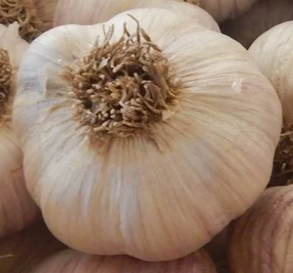 Chesnok Red Culinary Garlic