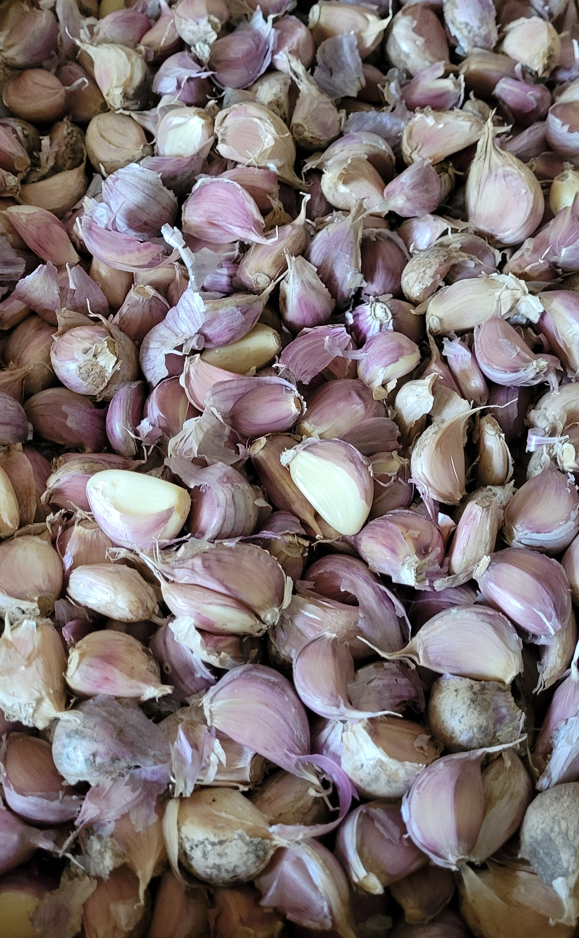 Purple Glazer Seed Garlic